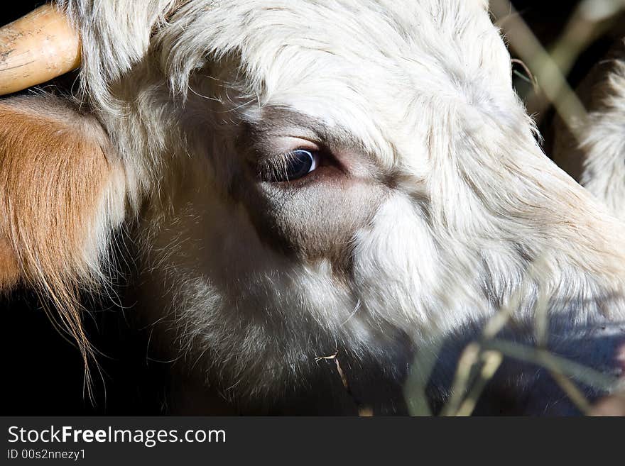 Single cow head macro close up eating