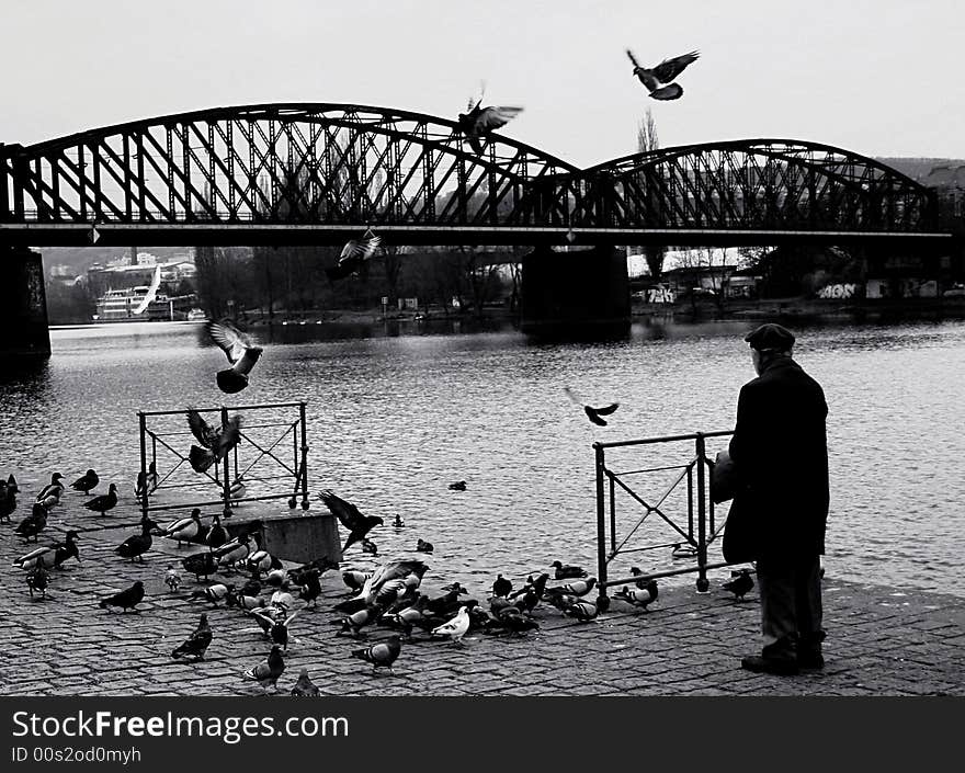 Feeding pigeons