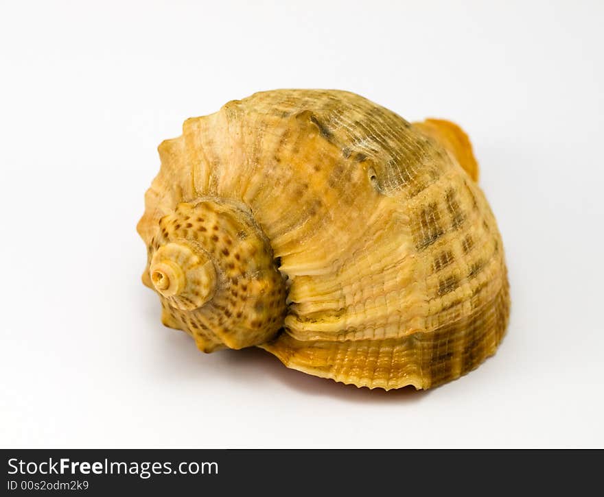 Sea shell on white background