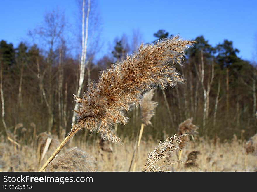 The ripened ear of a reed. A wood bog.