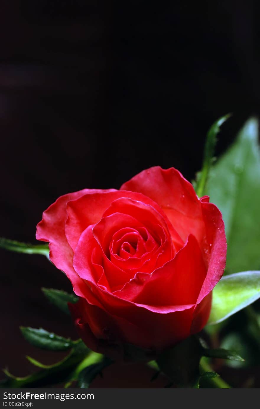 Fresh rose, morning of the birthday, the first gift