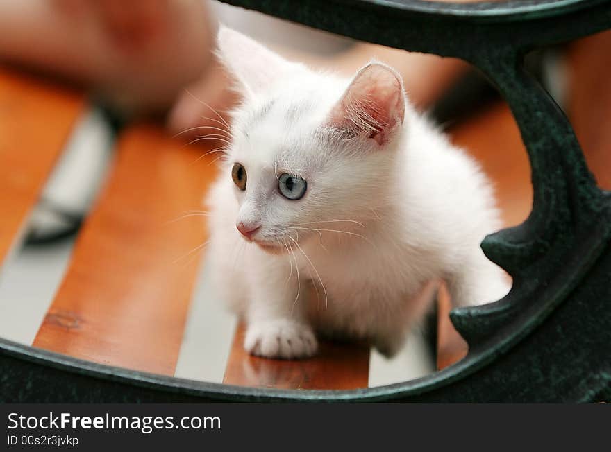 This kitty go out for the first time and outward the world of noodles was very curious. This kitty go out for the first time and outward the world of noodles was very curious.