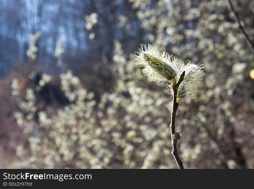 Spring blossoms