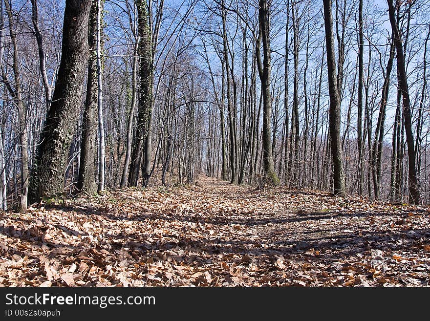 Trees along the path in forest