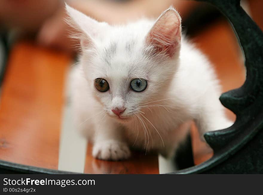 This kitty go out for the first time and outward the world of noodles was very curious. This kitty go out for the first time and outward the world of noodles was very curious.