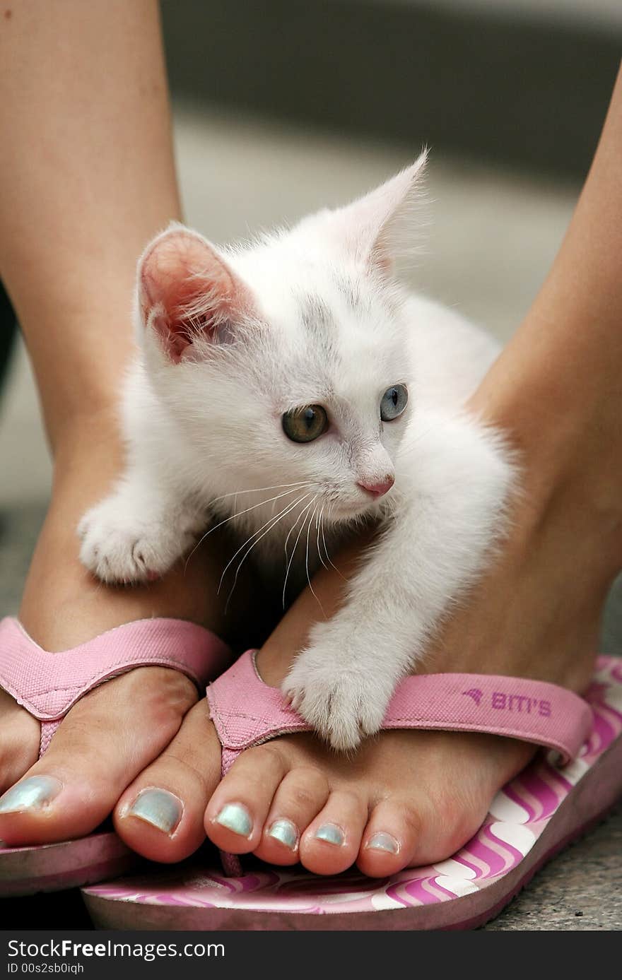 This kitty go out for the first time and outward the world of noodles was very curious. This kitty go out for the first time and outward the world of noodles was very curious.