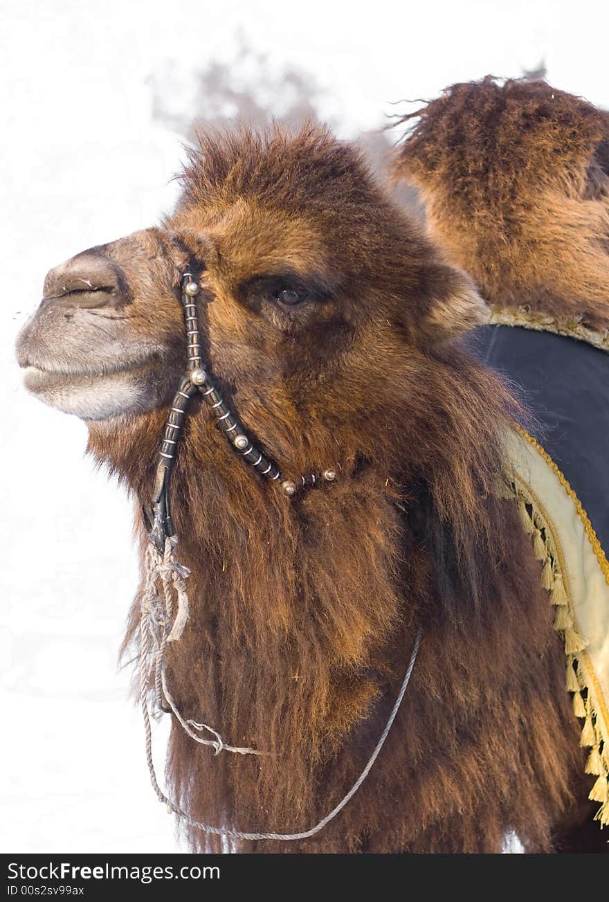 Camel