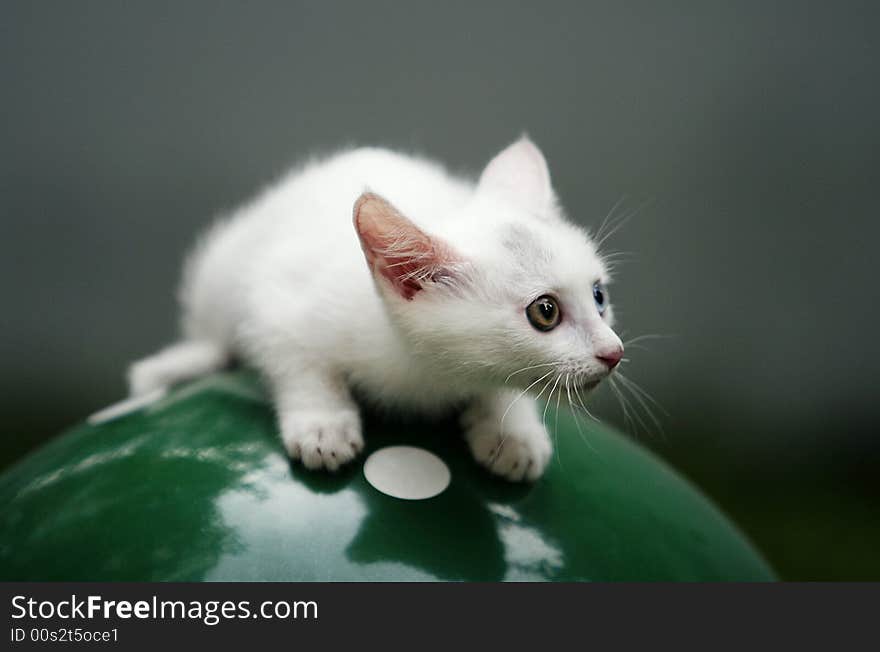 This kitty go out for the first time and outward the world of noodles was very curious. This kitty go out for the first time and outward the world of noodles was very curious.