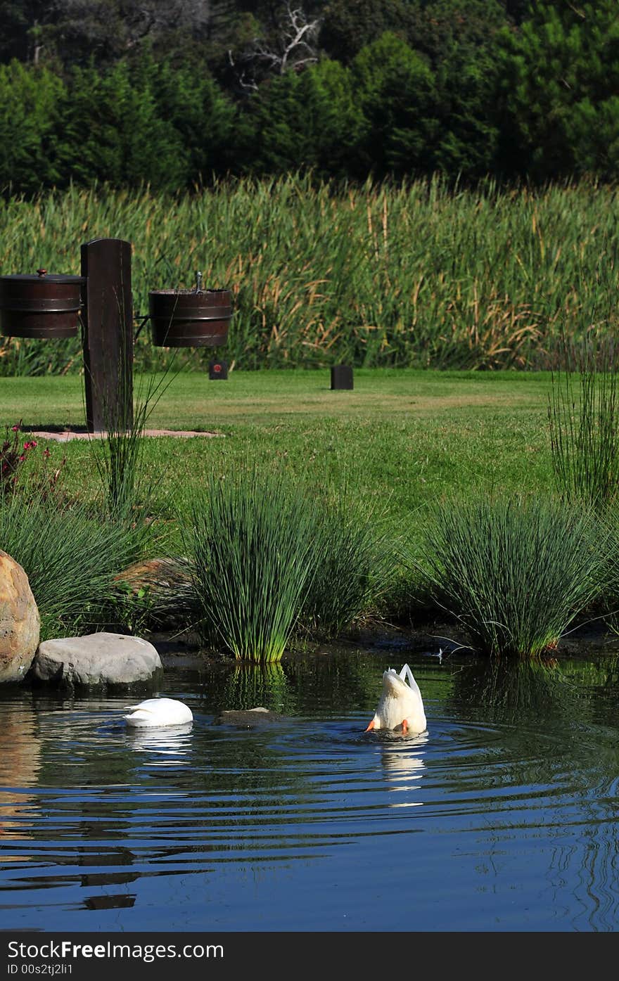 Duck Diving