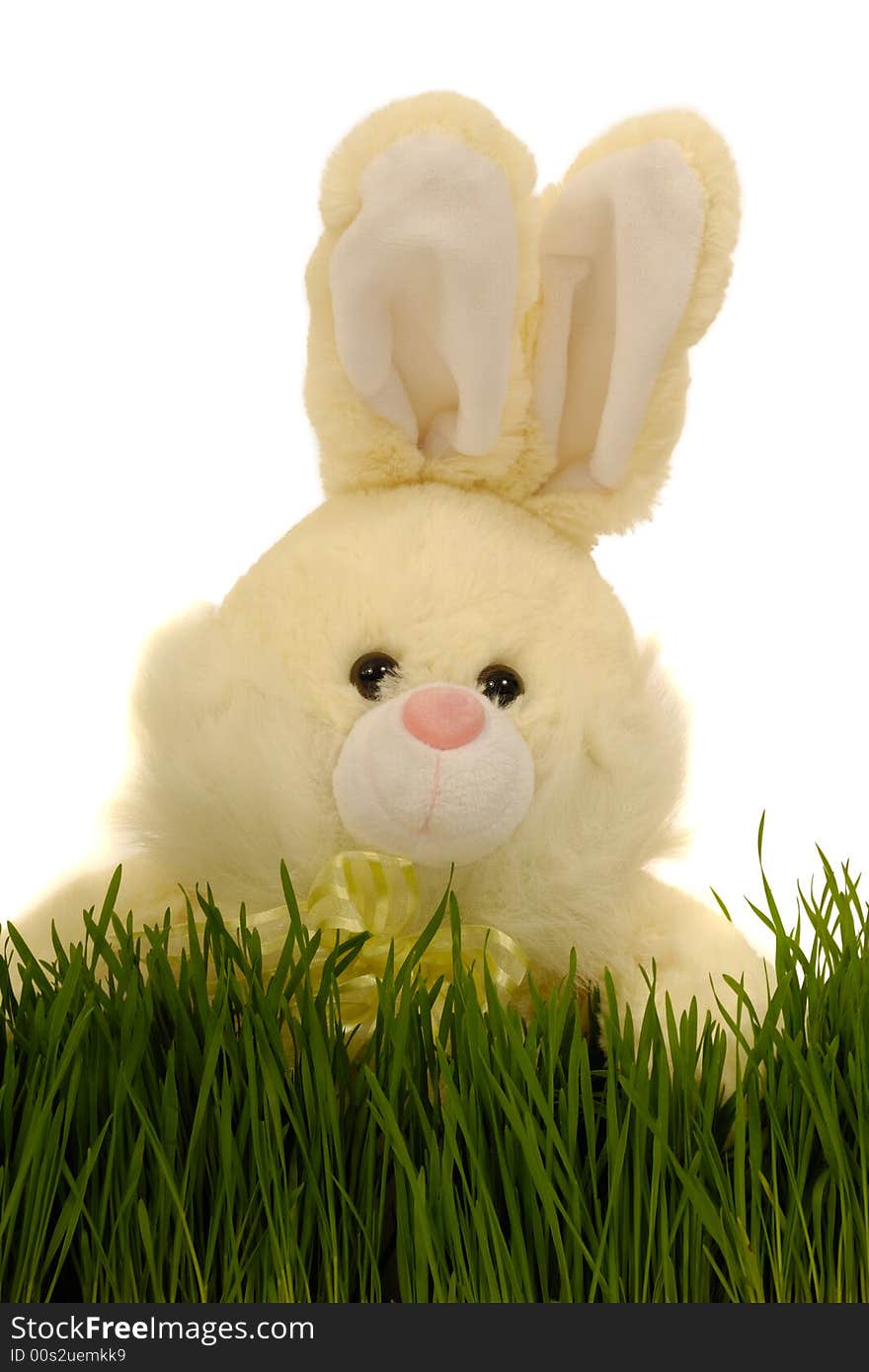 Easter bunny in grass with a white background.