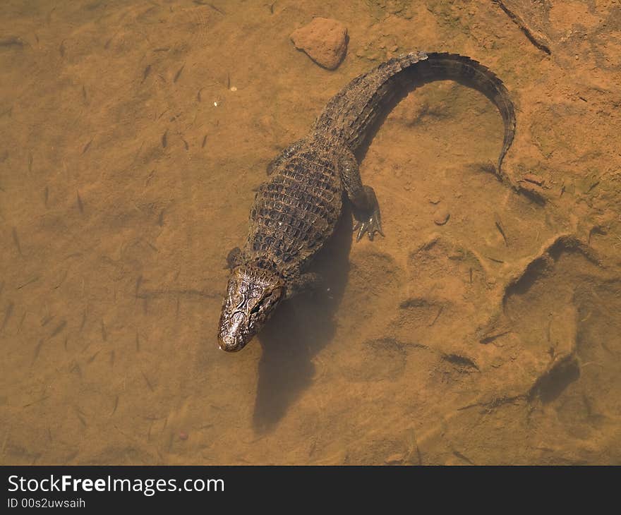 Caiman in water.