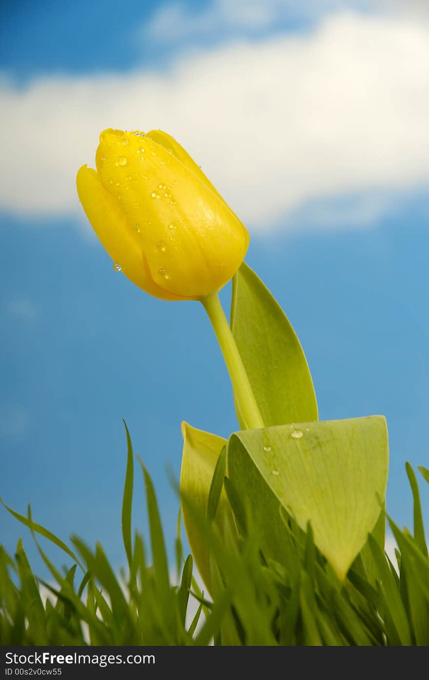 Tulip with water drops in green grass with a blue and cloudy sky. Tulip with water drops in green grass with a blue and cloudy sky.