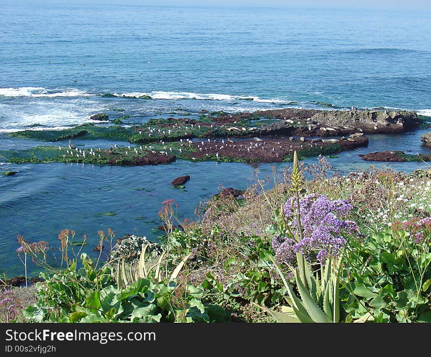 California sea lion and sea gulls relaxing on a reef near San Diego. California sea lion and sea gulls relaxing on a reef near San Diego