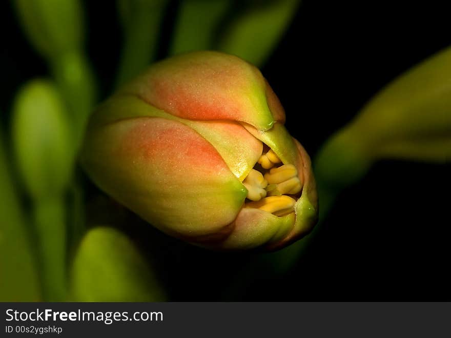 Flower in dark background.