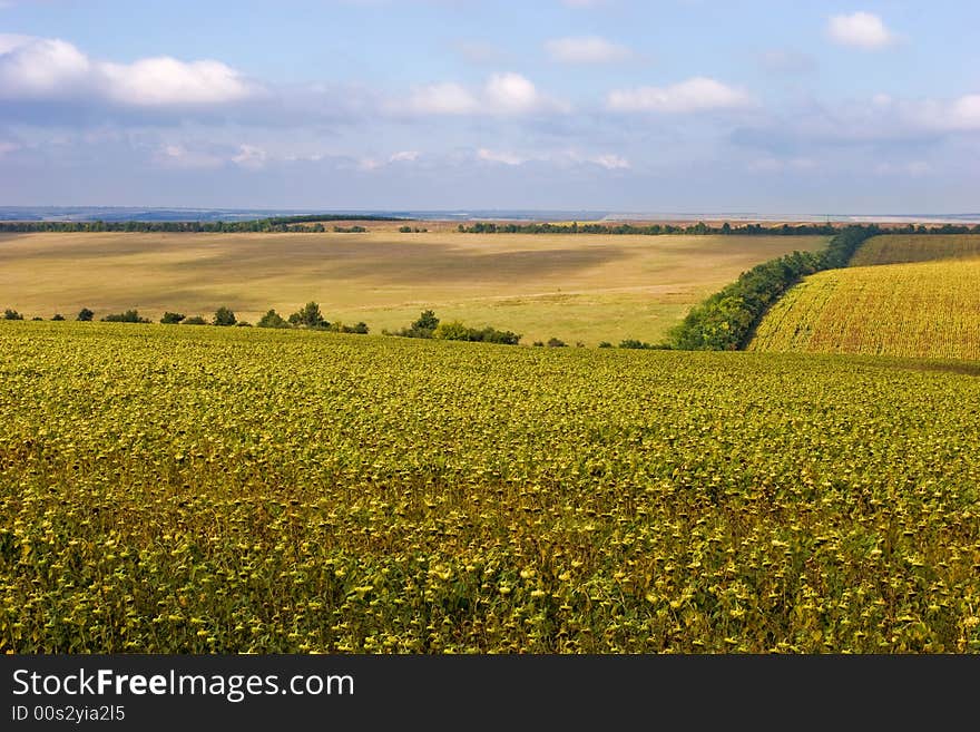 Yellow landscape