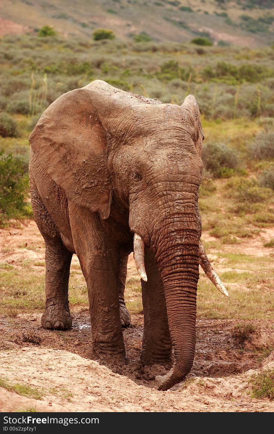 Elephant Bull (Loxodonta africana) at a mudhole