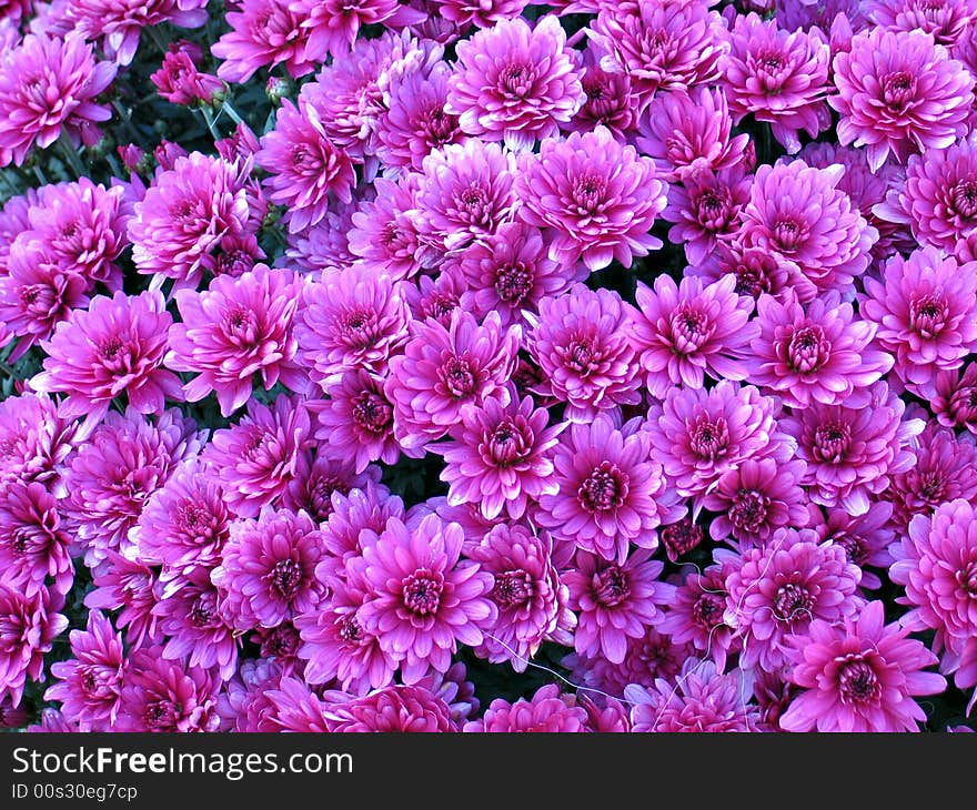 Bed of pink Dahlia flowers