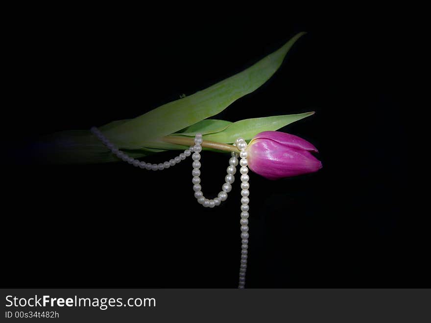 Illuminated magenta tulip wrapped in pearls. Illuminated magenta tulip wrapped in pearls.