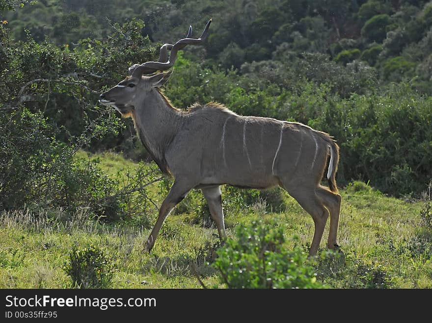 Backlit Kudu