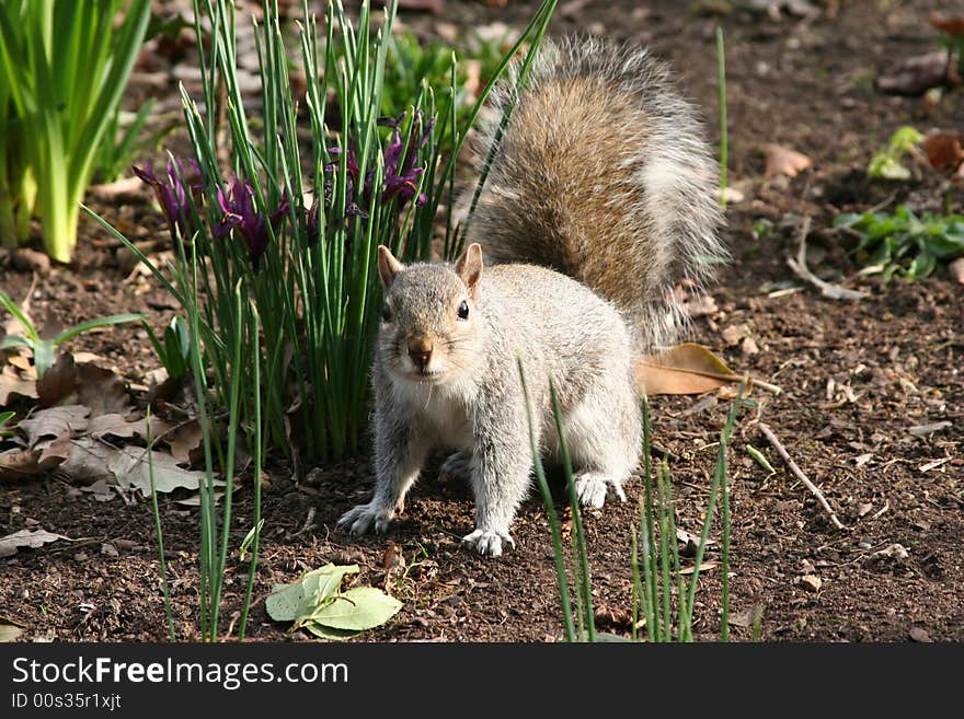 Squirrel and flowers