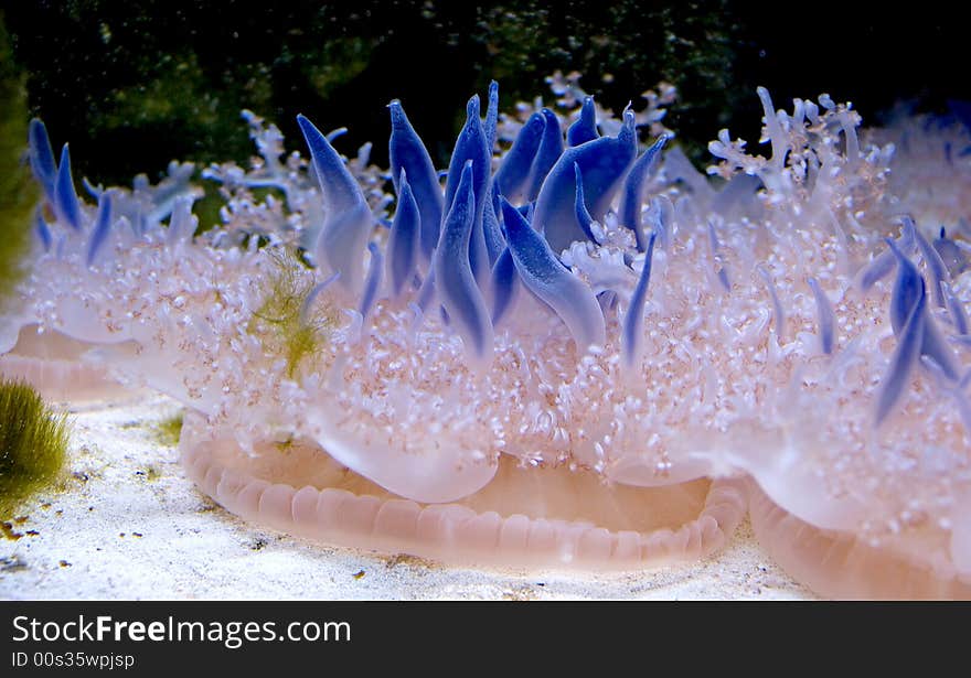 Portrait of upside-down jellyfish. Portrait of upside-down jellyfish