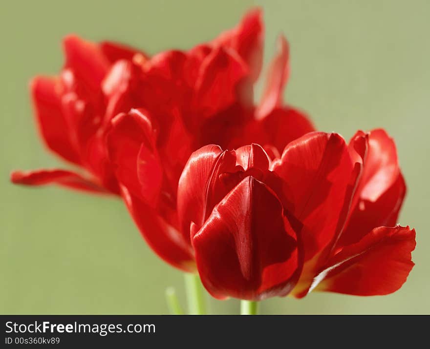 The group of red tulips at the natural light