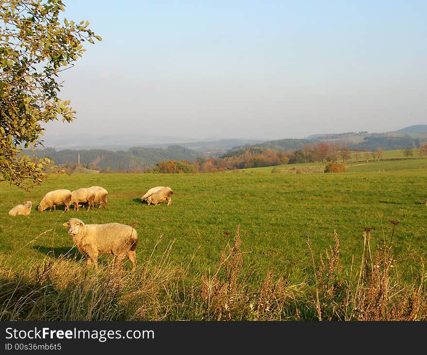 Sheep at grazing land in spring