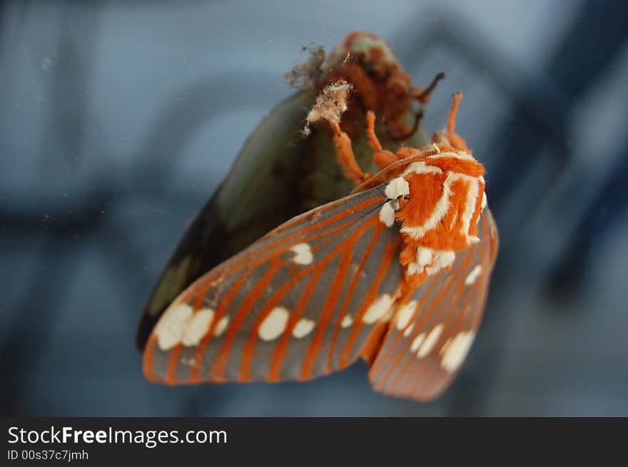 Colorful Moth