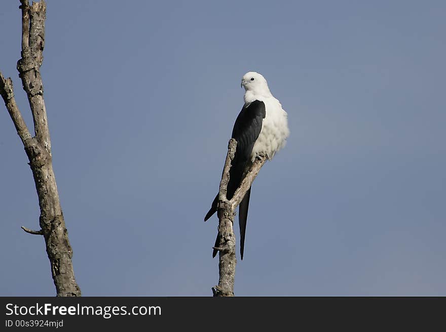 A Swallow-tailed Kite perched in an old dead tree