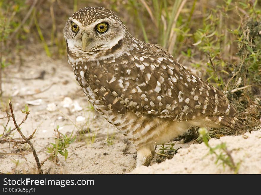 A Burrowing Owl watches me as I am photographing him. A Burrowing Owl watches me as I am photographing him