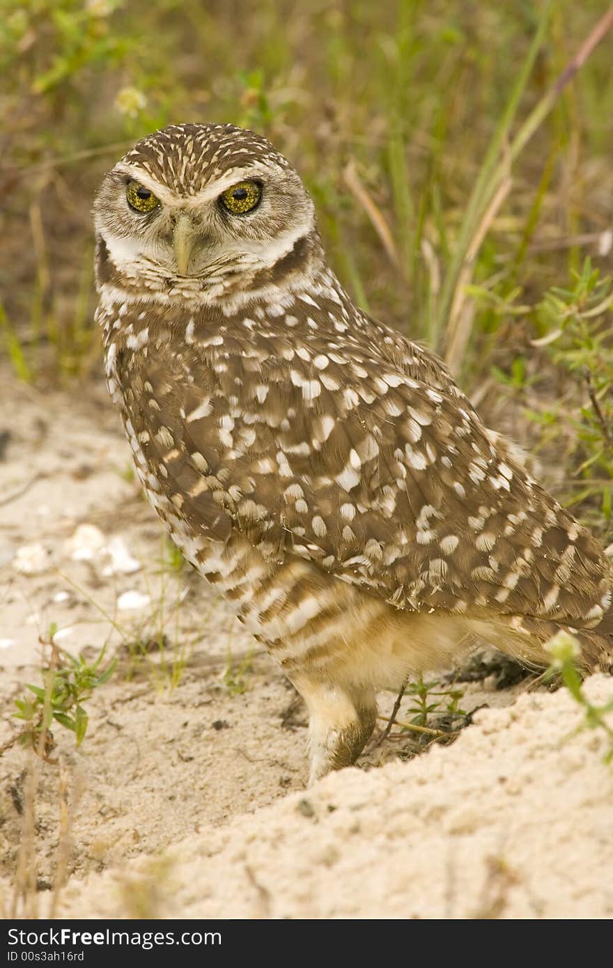 A Burrowing Owl watches as I go about photographing him. A Burrowing Owl watches as I go about photographing him