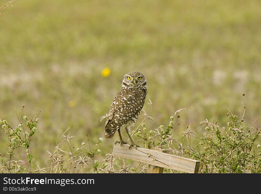 A Burrowing Owl perched on a stake and watching me