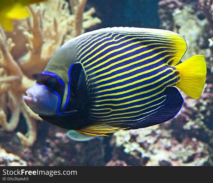 Portrait of nice emperor angelfish. Portrait of nice emperor angelfish