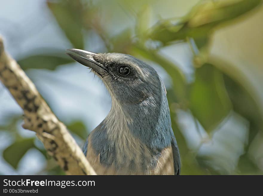 Florida Scrub Jay