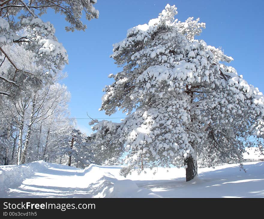 Quiet winter day afternoon in the mountains, snow covered pine trees. Quiet winter day afternoon in the mountains, snow covered pine trees