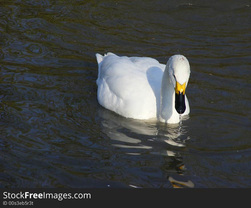 Bewick's Swan, Britain's smallest swan.