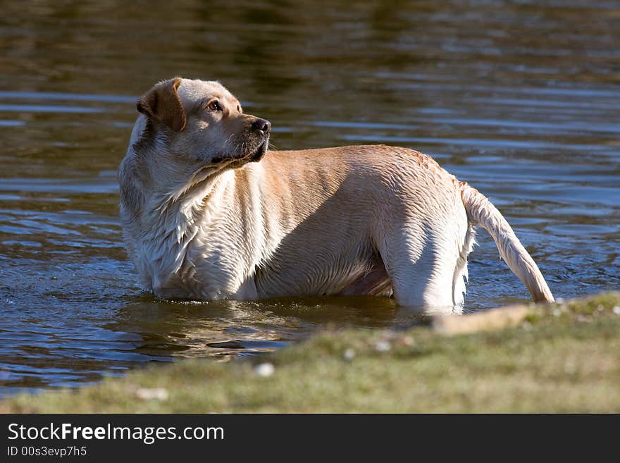 Beautiful dog in the water