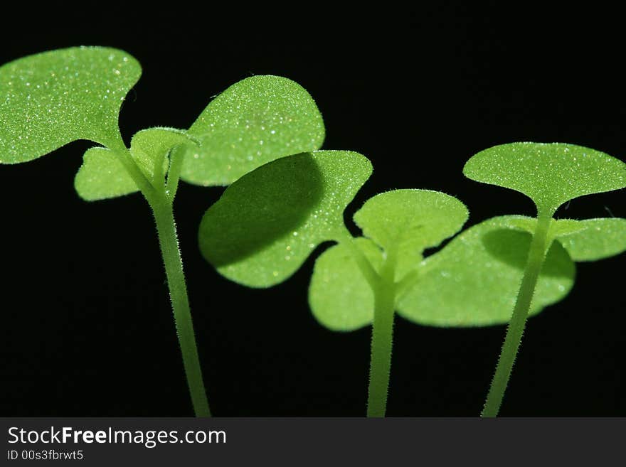 Green sprouts growing in spring. Green sprouts growing in spring