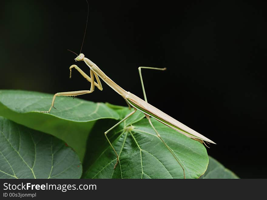 Praying Mantis