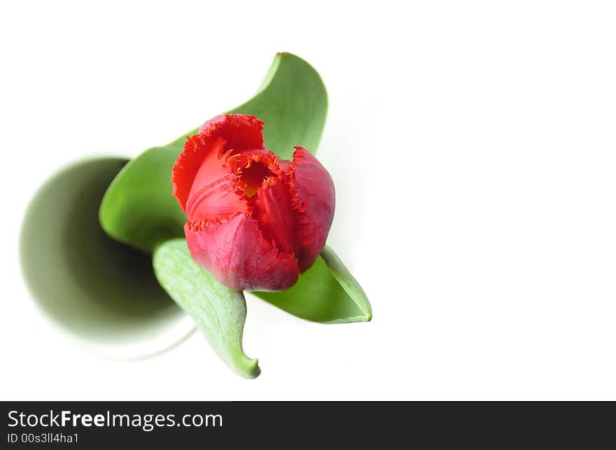 Red tulip in white vase shot from above against white background. Red tulip in white vase shot from above against white background.