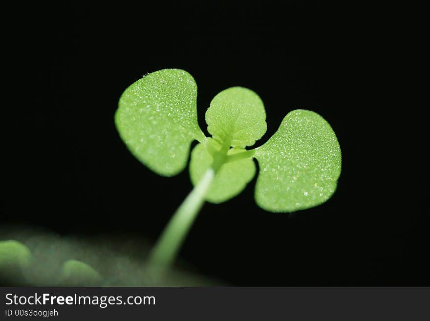 Green sprout growing in spring. Green sprout growing in spring