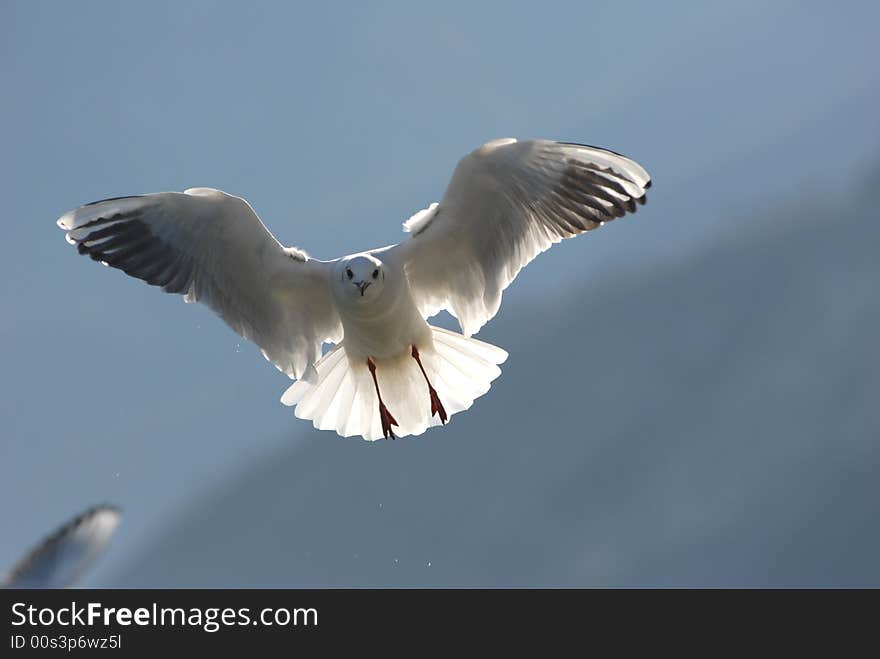 Sea Gull