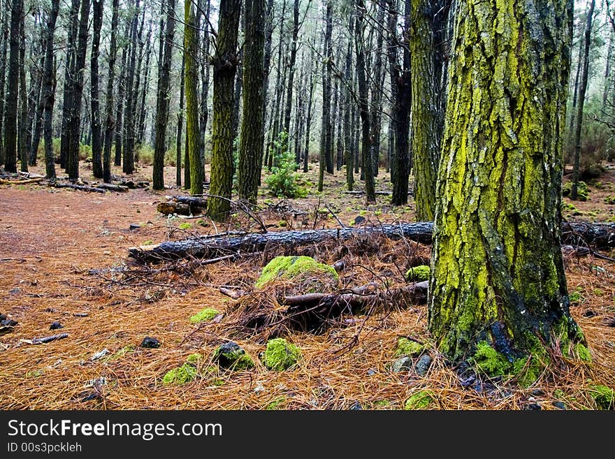 Into The Forest