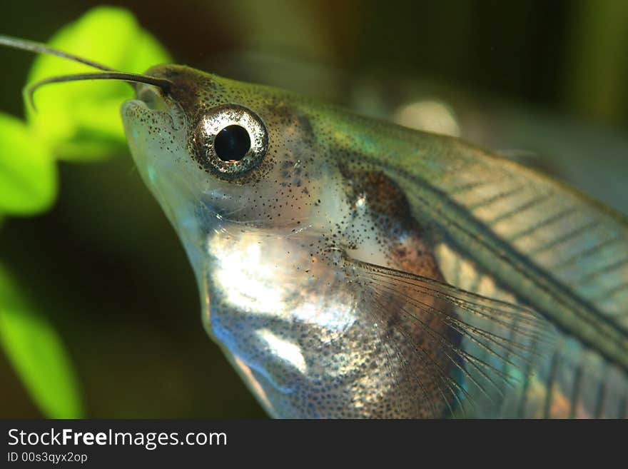 Weird transparent exotic fish head. Weird transparent exotic fish head