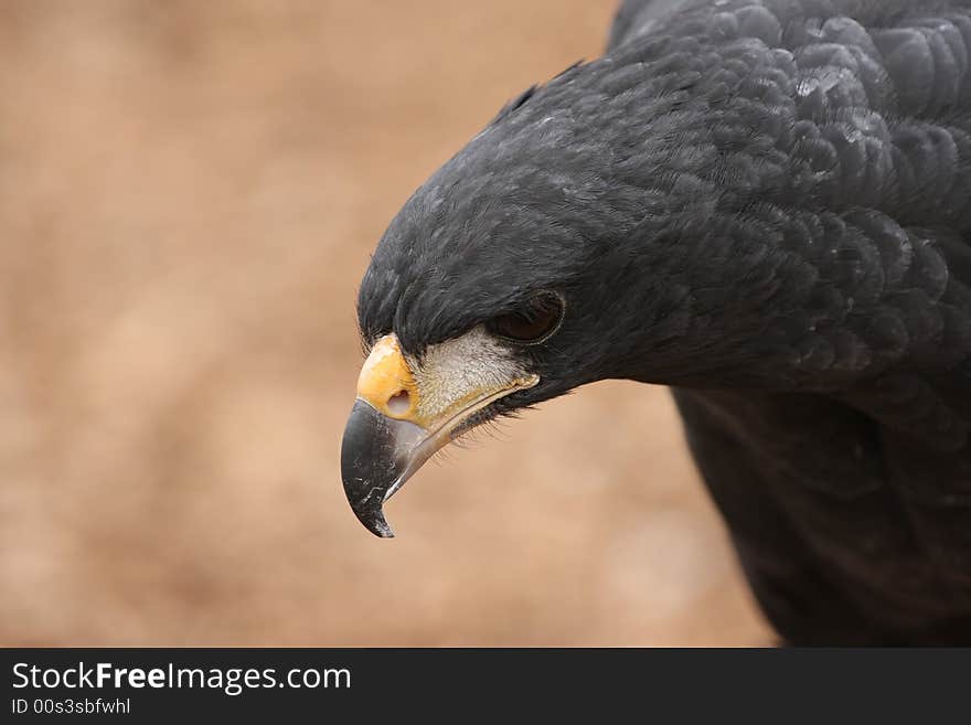 Harris Hawk looking at it's next meal. Harris Hawk looking at it's next meal