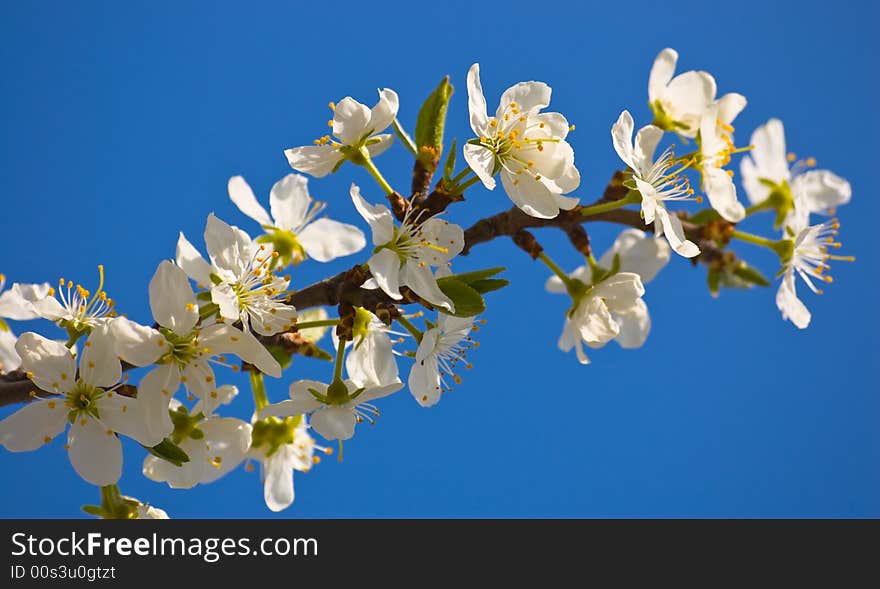 Branch of an cherry with open flowers