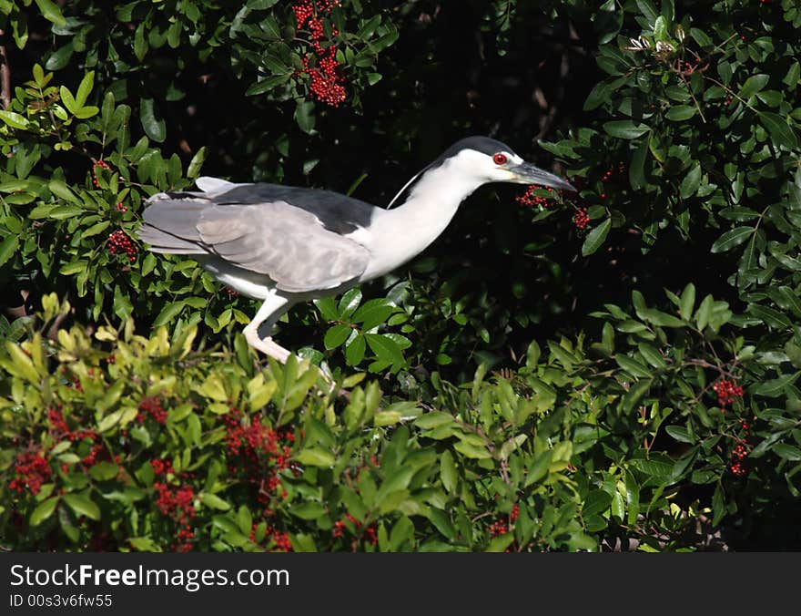 Black Crowned Night Heron