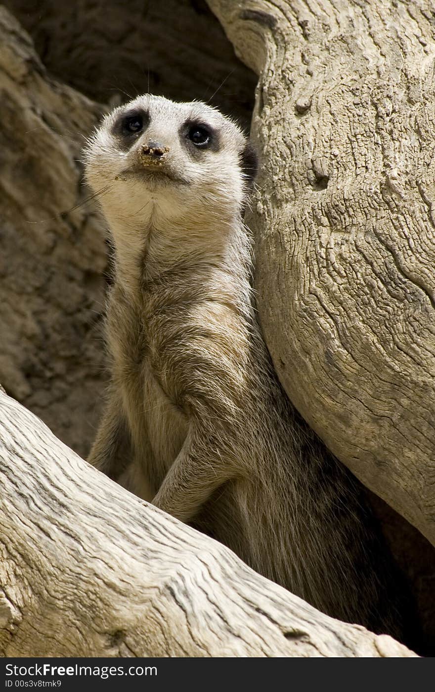 Closeup of a meerkat emerging from its shelter