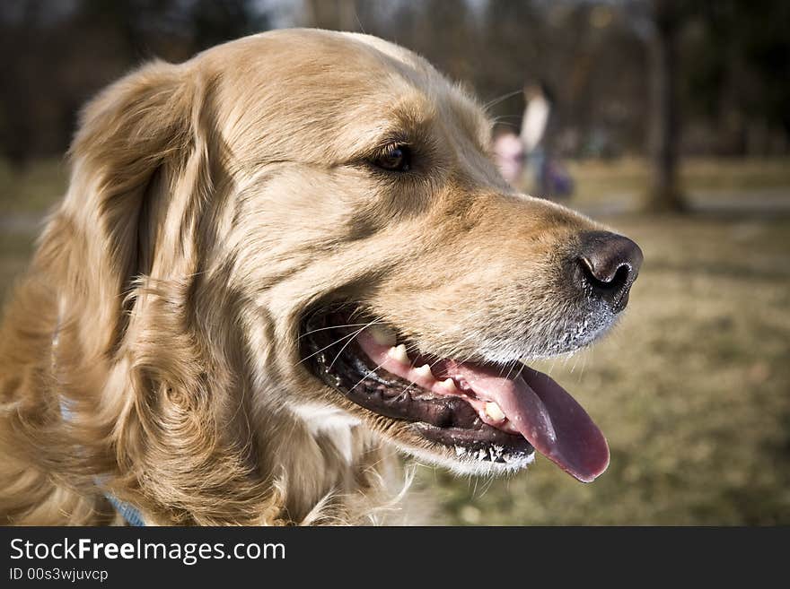 Golden retriever is looking forward