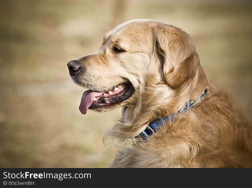 Golden retriever is looking forward